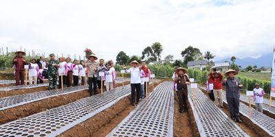 Komoditas Bawang Putih Mulai Dikembangkan Petani di Lampung Barat