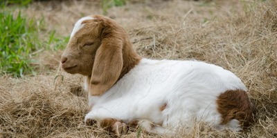 Syarat Kambing Kurban Lengkap: Cek Usia, Kondisi Fisik, dan Aturan Fikihnya