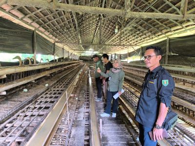Mengenal SITI HAWA LARI: Inovasi Agribisnis Itik Alabio di Kalimantan Selatan