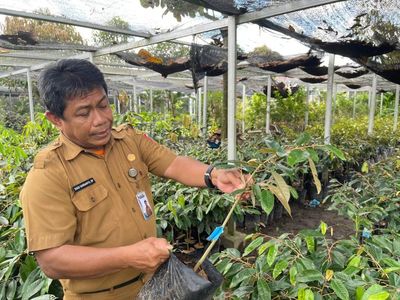 Strategi BBTPH Kalsel Kembangkan Tanaman Endemik: Mandiri Benih & Dongkrak Ekonomi Lokal