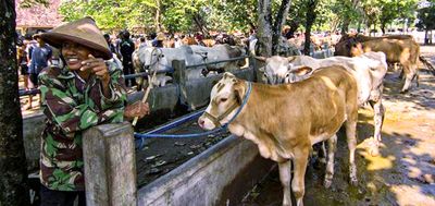 Harga Sapi Jelang Idul Adha 2026 Mulai Naik Kisaran 10jt Per 100kg.