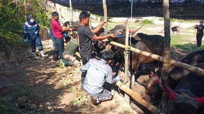 BKHIT Kaltara Perketat Pengawasan Hewan Kurban, Ribuan Sapi Mulai Masuk Tarakan