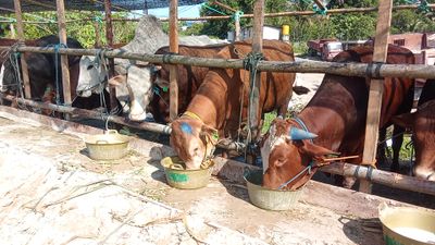 Stok Bertambah, Harga Sapi Kurban di Tarakan Berkisar Rp20–70 Juta