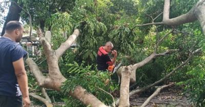 Pohon Tumbang Tutup Jalan, Kadis DLHK Aceh Besar Gerak Cepat