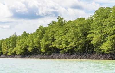 Bagaimana Mangrove Menyaring Garam? Ini Fakta Ilmiahnya