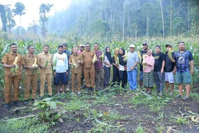 Bupati Ikram Panen Jagung di Weda, Dorong Ketahanan Pangan