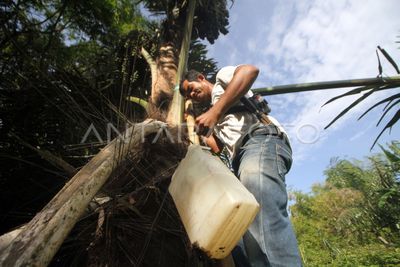 10 Manfaat Air Nira bagi Kesehatan yang Jarang Diketahui
