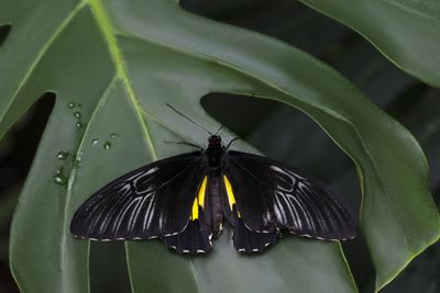 5 Arti Mimpi Kupu-kupu Hitam Menurut Primbon Jawa, Pertanda Apa?
