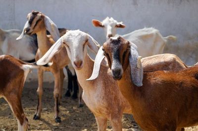 Bolehkah Berkurban 1 Ekor Kambing untuk 1 Keluarga? Simak Hukum dan Penjelasannya!