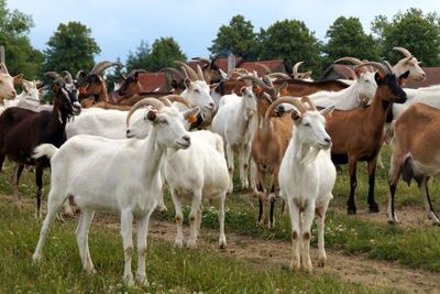 5 Syarat Kambing Kurban yang Sah Menurut Syariat Islam (Terbaru)