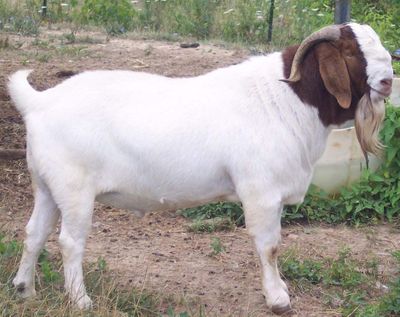 Apakah Kambing Kurban Harus Jantan? Simak Syarat dan Hukum Lengkapnya