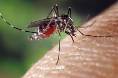 Diperingati 25 April, Apa Itu Hari Malaria Sedunia? Ini Penjelasan Lengkapnya