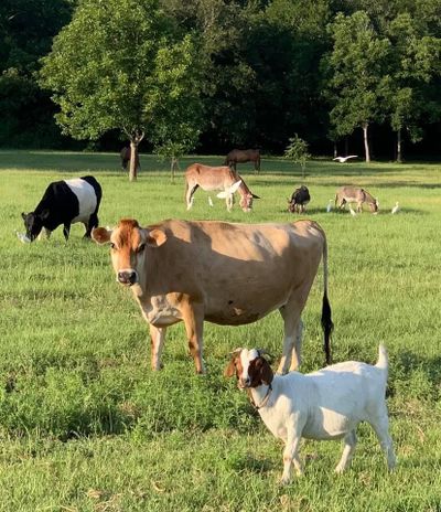 Mana yang Lebih Utama, Kurban 7 Kambing atau 1 Sapi? Ini Penjelasannya!