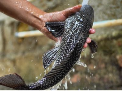 Sungai Kita Dijajah Ikan Sapu-Sapu