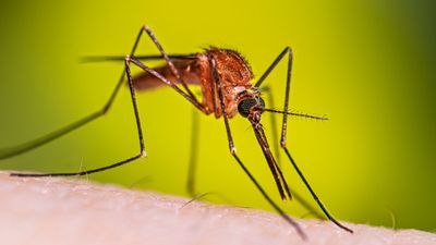 Mengenal Nyamuk Anopheles: Vektor Utama Malaria dan Bedanya dengan Aedes aegypti