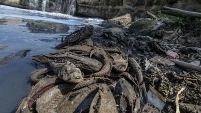 Dedi Mulyadi: Dominasi Ikan Sapu-Sapu Tanda Sungai Tercemar
