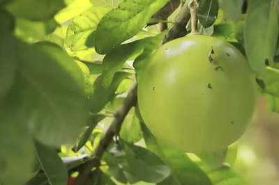 Dari Pahit Jadi Potensi. Buah Maja yang Kembali Dilirik di Malang