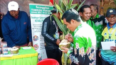 Kelapa Pandan Wangi Nunukan Dibidik Tembus Pasar Ekspor