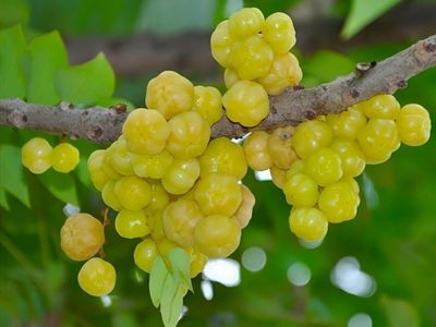 7 Manfaat Buah Cermai untuk Kesehatan yang Jarang Diketahui