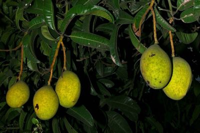 7 Manfaat Buah Kuweni untuk Kesehatan yang Jarang Diketahui