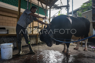 Stok Sapi Lokal Menipis Jelang Iduladha 2026, Harga Berpotensi Naik di Kota Malang
