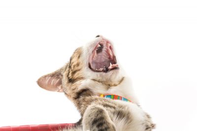 Niat Rawat Gigi, Berujung Drama! Ini Cara Sikat Gigi Kucing Tanpa Dicakar dan Kabur