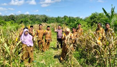 Sinergi Membuahkan Hasil: Panen Jagung 2,5 Ton di Sukadamai Perkuat Ketahanan Pangan Lokal