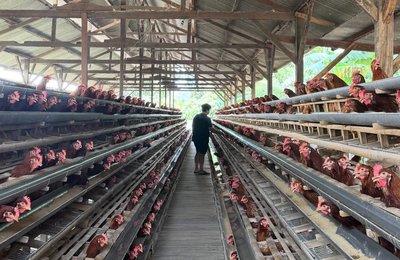 Peluang Usaha Ternak Ayam Petelur, Stabil dan Menjanjikan di Tengah Kebutuhan Harian