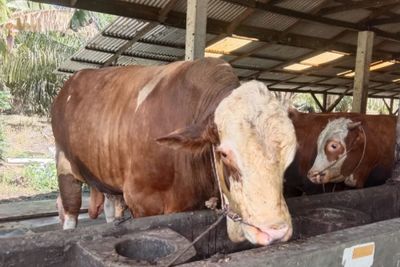Seleksi Ketat Sapi Kurban Presiden di Riau, Prioritaskan Standar ASUH