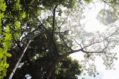 Pemkot Bandung Dukung Larangan Penebangan Pohon di Jalan Provinsi