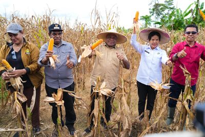 Panen Raya Jagung di Keerom Jadi Langkah Awal Menuju Lumbung Pangan Papua