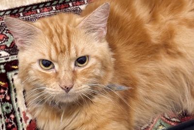 Lucu tapi Bikin Geleng Kepala, Ini Sifat Asli Kucing Oranye yang Sering Disebut Barbar