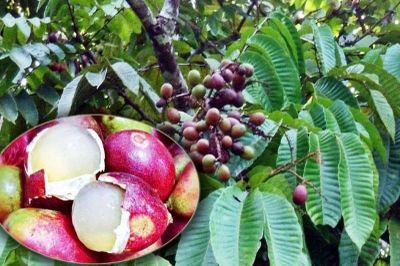 Buah-Buah Eksotis Khas Papua Jadi Daya Tarik Alam Timur Indonesia