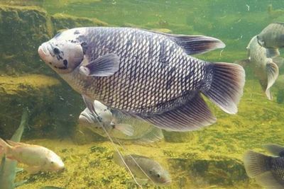 Tanaman Liar Ini Ternyata Bisa Gantikan Pakan Ikan Gurami Tanpa Risiko Kematian