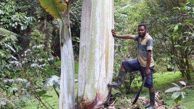 Keajaiban Alam Papua Simpan Fenomena Langka yang Tak Ditemukan di Tempat Lain