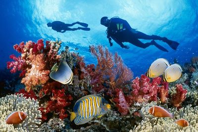 Bukan Sekadar Sungai, Ini Sisi Lain Jambi: Rekomendasi Spot Diving Hits di Pesisir Timur