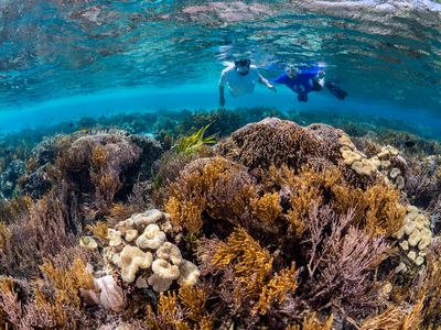 Rekomendasi Spot Snorkeling Paling Indah Di Papua Untuk Pemula