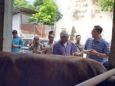Jelang Idul Adha 2026, Sapi Madura dan Bali Jadi Favorit Kurban di Kota Jogja, Ini Alasannya Beserta Harganya