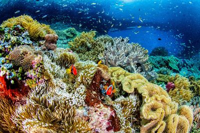 Tradisi Sasi Di Papua Jadi Benteng Adat Dalam Menjaga Laut Dan Kelestarian Biota Pesisir