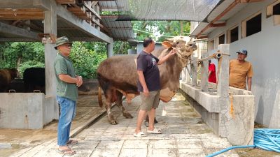 Sapi Berbobot 1,13 Ton Bernama Parikesit Terpilih Jadi Hewan Kurban Presiden Prabowo