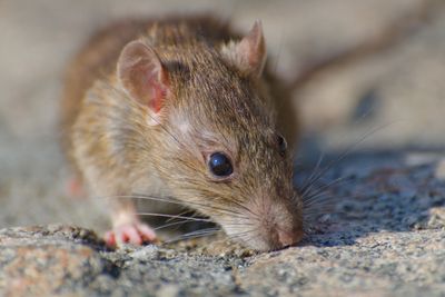 8 Bahan Alami yang Bisa Usir Tikus dari Rumah, Auto Kabur tanpa Ribet!