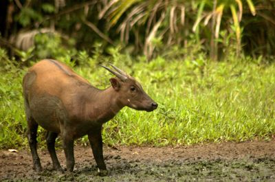 Mengungkap Sejarah Menarik Kenapa Sulawesi Tenggara Disebut Bumi Anoa