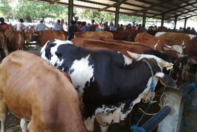 Pemkab Kudus Pantau Kesehatan Hewan Ternak Jelang Idul Adha