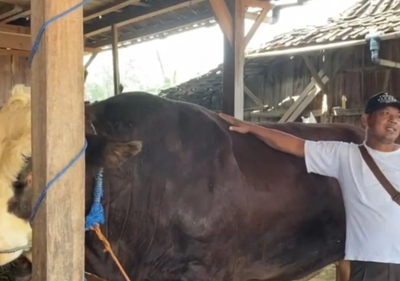 Sapi Simental 1,1 Ton Milik Sunardi asal Grobogan Jadi Hewan Kurban Bantuan Presiden