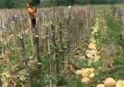 Petani Milenial Blora Raup Ratusan Juta dari Budidaya Melon Pertiwi