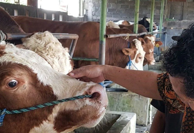Presiden Prabowo Sumbang Sapi Kurban 900 Kg dari Peternak Lokal Batang
