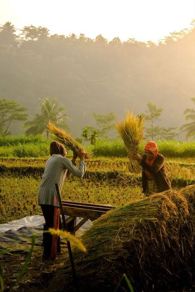 Solusi Gagal Panen: Program AUTP Kalsel Jamin Ganti Rugi Petani 6 Juta Per Hektar