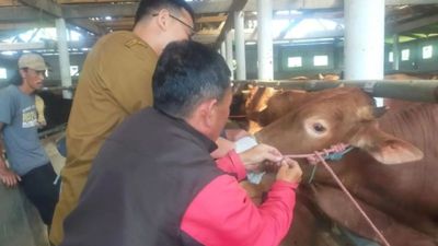 Diskanak Sumedang Pastikan Hewan Kurban Sehat dan Layak Disembelih