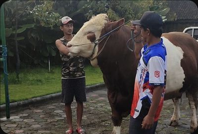 Peternak Sapi Asal Temanggung Senang Lantaran Sapinya Terpilih Menjadi Sapi Kurban Pilihan Prabowo