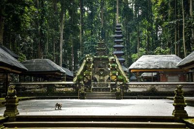 Sangeh Monkey Forest di Badung Bali, Surga Hutan Monyet yang Sejuk dan Instagramable